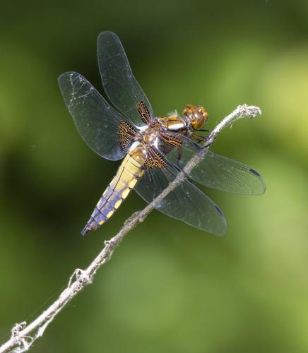 Réf. 302 379 : Libellula depressa