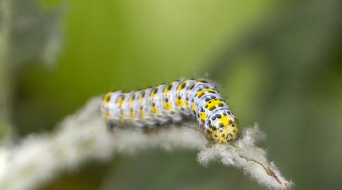Réf. 302 523 : Cucullia verbasci