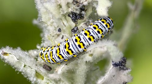 Réf. 302 521 : Cucullia verbasci