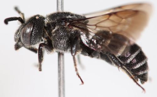 Réf. 302 223 : Aglaoapis tridentata