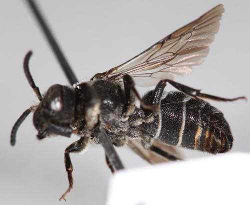 Réf. 302 224 : Aglaoapis tridentata