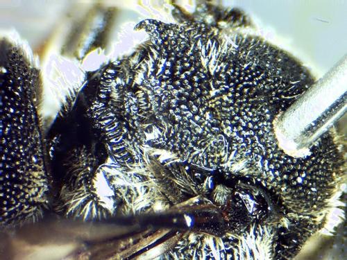 Réf. 302 225 : Aglaoapis tridentata