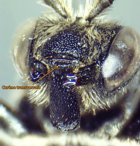 Réf. 302 226 : Aglaoapis tridentata