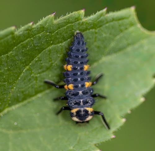 Coccinella septempunctata