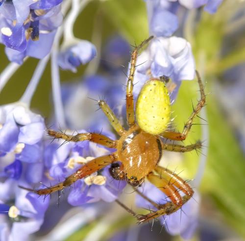 Araniella sp.
