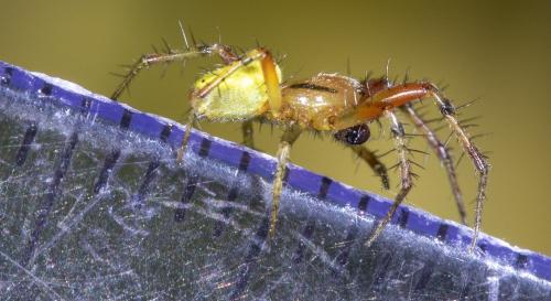 Araniella sp.