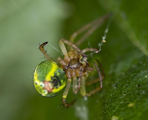 Araniella sp.