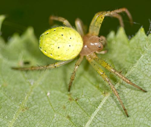 Araniella sp.