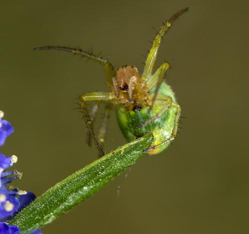 Araniella sp.