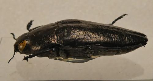 Sphenoptera tragacanthae