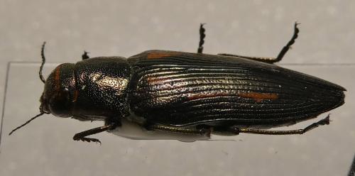 Réf. 302 968 : Buprestis dalmatina
