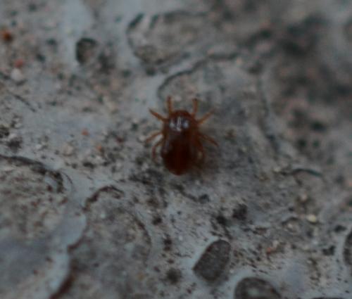 Saxidromus sp.