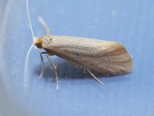 Nematopogon sp.