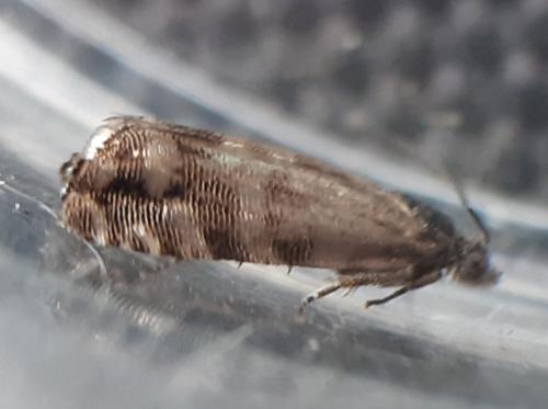 Pammene splendidulana