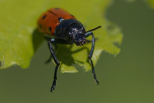Réf. 302 151 : Lachnaia paradoxa