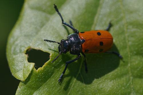 Réf. 302 149 : Lachnaia paradoxa