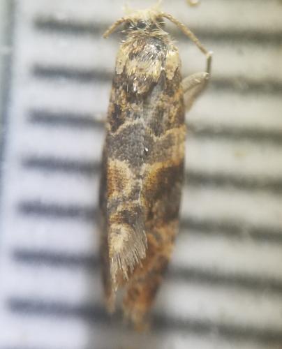 Lobesia reliquana