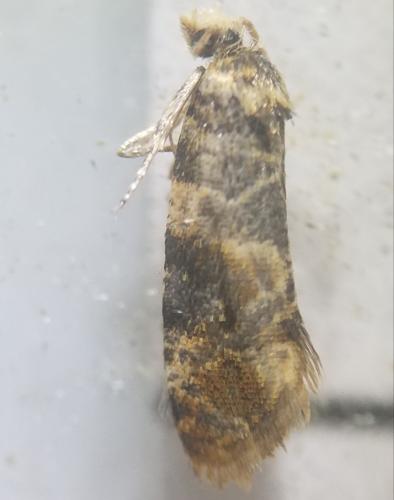 Lobesia reliquana