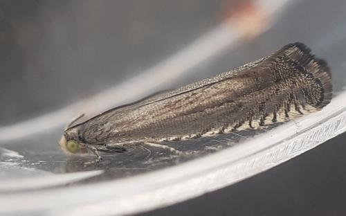 Grapholita caecana