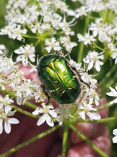 Réf. 302 243 : Cetonia aurata
