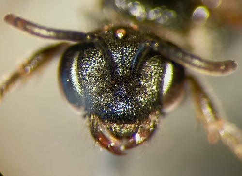 Sphecodes sp.