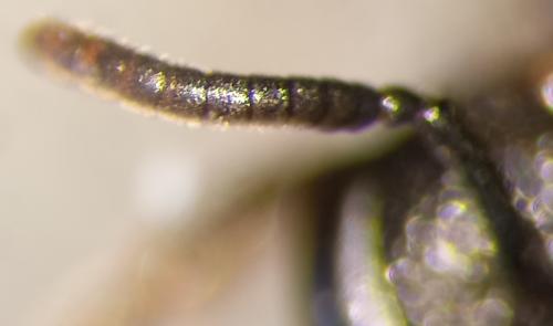 Sphecodes sp.