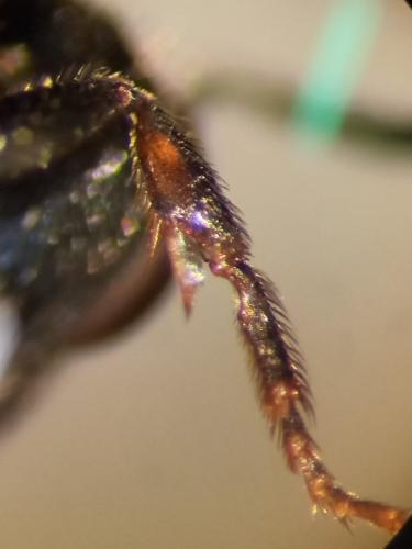 Réf. 302 844 : Sphecodes sp.