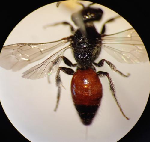 Sphecodes sp.