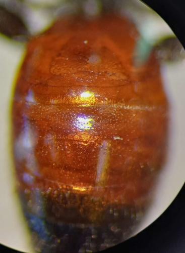 Sphecodes sp.