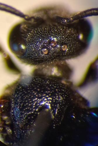 Sphecodes sp.