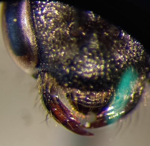Réf. 302 845 : Sphecodes sp.