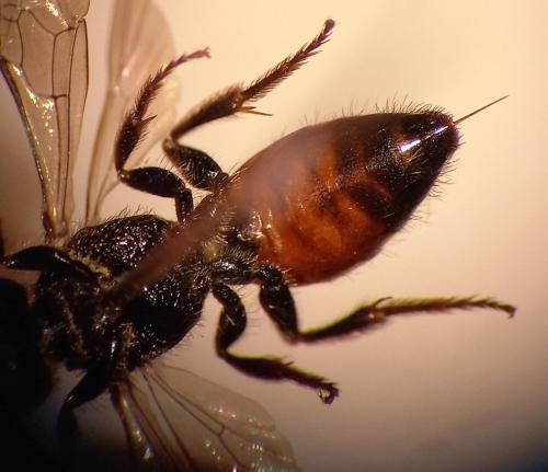 Sphecodes sp.