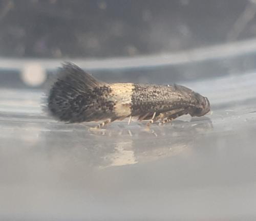 Elachista sp.
