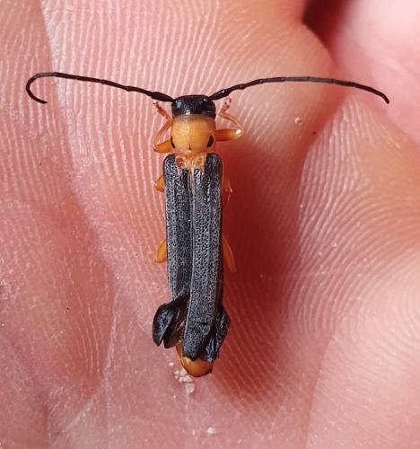 Oberea pupillata