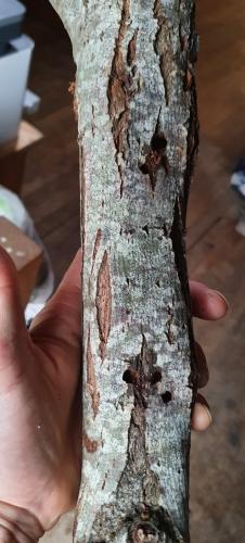 Réf. 302 617 : Saperda similis