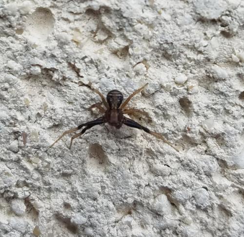 Réf. 302 942 : Xysticus ulmi