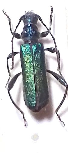 Callimus angulatus