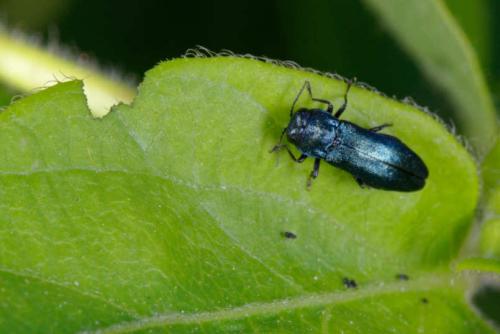 Réf. 302 218 : Agrilus cyanescens