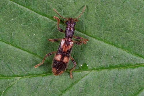 Opilo mollis