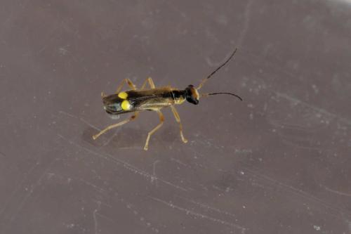 Réf. 302 747 : Malthinus sp.