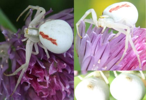 Misumena vatia