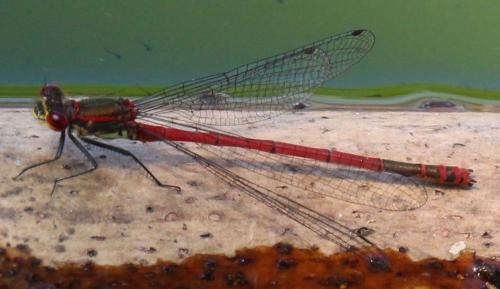 Pyrrhosoma nymphula