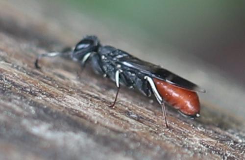 Orussus abietinus