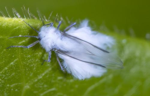 Réf. 302 727 : Prociphilus sp.