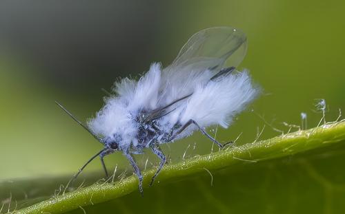 Réf. 302 728 : Prociphilus sp.