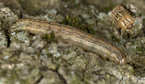 Mythimna vitellina