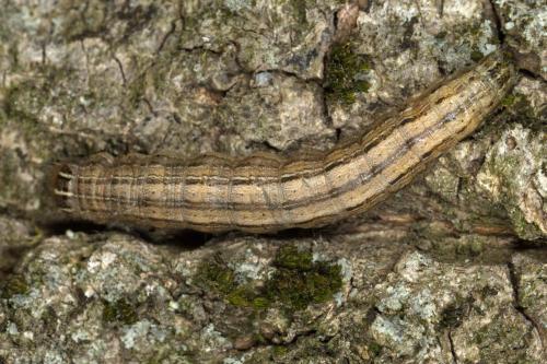 Mythimna vitellina