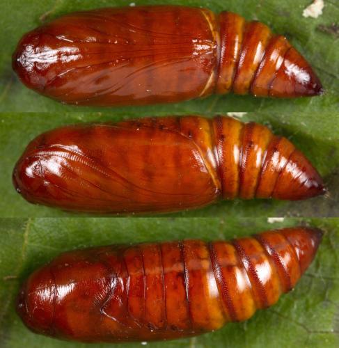 Mythimna vitellina