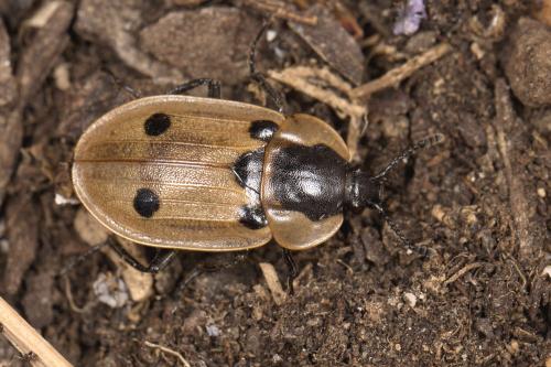Réf. 302 753 : Dendroxena quadrimaculata
