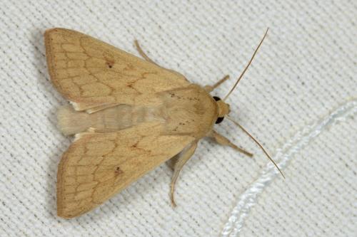 Réf. 302 992 : Mythimna vitellina